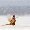Pheasant Phasinaus colchicus adult male displaying in falling snow. Scotland. March