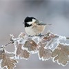 Coal tit (Parus ater) adult perched in winter, Scotland, UK