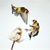 Goldfinch (Carduelis chloris) two squabbling over teasel seeds in winter, Scotland, February