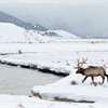 Rocky Mountain Elk, National Elk Refuge, Wyoming, USA
