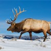 Rocky Mountain Elk, Lamar Valley, Yellowstone National Park, Wyoming, USA