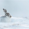 Mountain Hare (Lepus timidus) adult in winter coat sat resting in snow hole