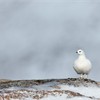 Ptarmigan (Lagopus mutus) in white winter plumage perched on rock