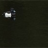 Tufted Duck (Aythya fuligula) adult male in breeding plumage on dark water