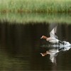 Wigeon (Anas penelope) adult male taking off from water in wetland habitat