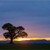 Isolated tree in field silhouetted at sunset, Scotland