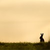 Brown Hare (Lepus capensis) silhouetted in field at sunrise