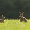 Brown Hare (Lepus capensis) male and female sat together in field