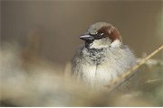 House Sparrow - Passer domesticus - adult male perched. Scotland. May 2006. 