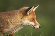 Red fox - vulpes vulpes - close-up of dog on prowl. West Sussex. May.
