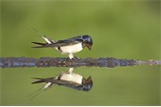 Swallow (Hirundo rustica) adult collecting mud for nest building. Scotland. May 2008. 