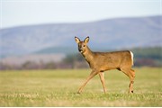 Roe deer (Capreolus capreolus} young doe in field. Scotland. March 2009.
