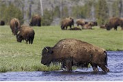 Bison - Bison bison -  adult crossing Madison River to reach fresh grazing meadow Yellowstone National Park, USA.