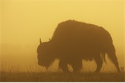 Bison - Bison bison - in mist at sunrise. Yellowstone National Park, USA.