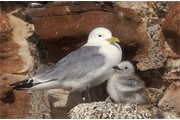 Kittiwake (Rissa tridactyla) adult at nest site with young chicks. Scotland. June.