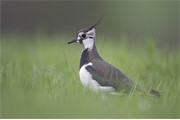 Lapwing in grassy field. Scotland. May.