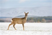 Roe deer Capreolus capreolus doe in field in snow. Scotland. March. 