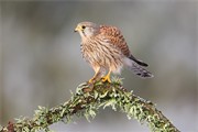 Kestrel (Falco tinnunculus) male perched with prey. Scotland. January 2009.