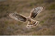Hen harrier Circus cyaneus, adult female in flight approaching nest with food for chicks, Glen Tanar Estate, Scotland, June